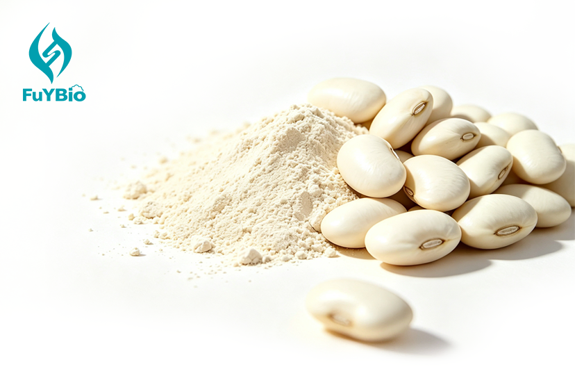 White Kidney Bean Extract Powder